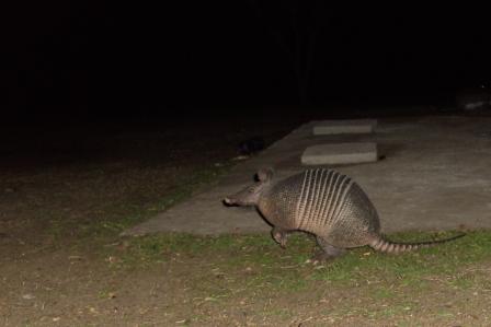 Grteltiere klapperten sich an uns vorbei